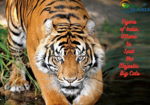 Tigers of India: Where to Spot the Majestic Big Cats