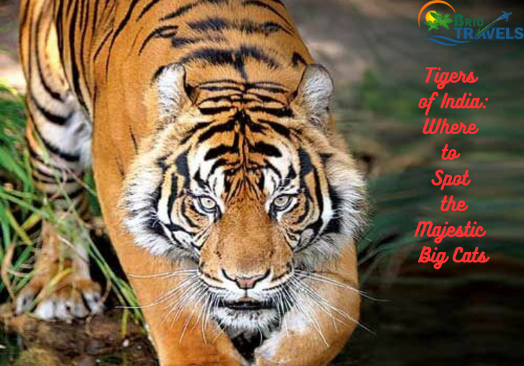 Tigers of India: Where to Spot the Majestic Big Cats