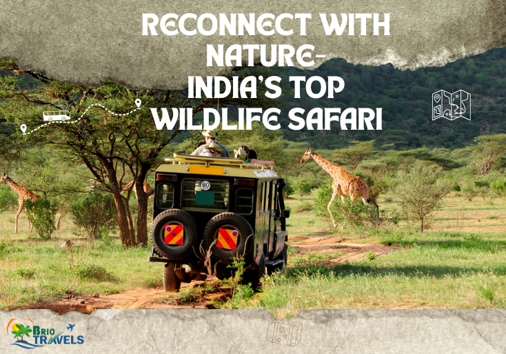 Safari jeep in lush green forest with giraffe in background and text overlay promoting India's top wildlife safari by Brio Travels