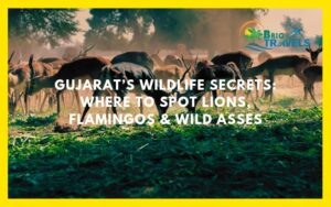 Gujrat Wildlife