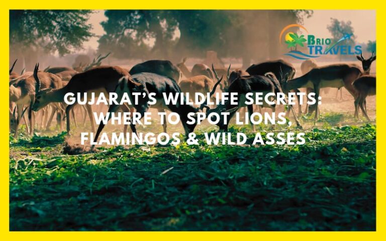 Gujrat Wildlife