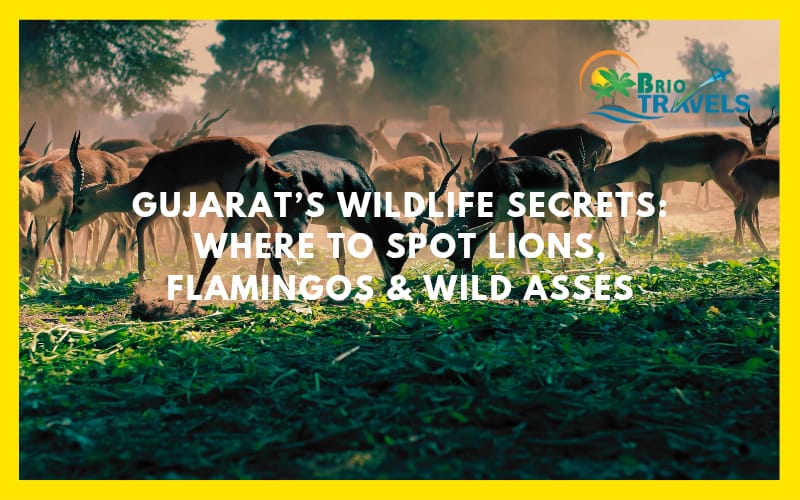 Gujrat Wildlife