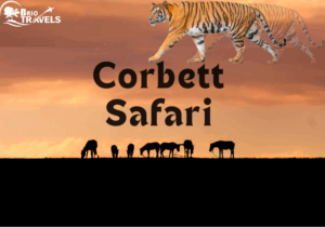 Corbett Safari