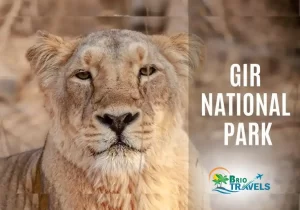 Gir National park