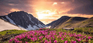 Blooming alpine flowers in Valley of Flowers National Park Uttarakhand – floral trekking destination in India. a stunning place like Switzerland in India