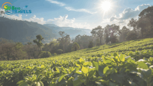 Thekkady – The Spice & Wildlife Hub , Thekkady tour packages