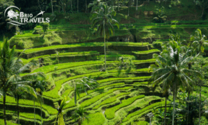 explore rice terraces in Ubud