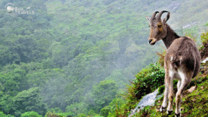 “A Nilgiri Tahr standing on a lush green hillside in Munnar, overlooking dense forested valleys in Kerala.” Kerala tour packages for family