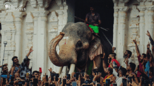 Decorated elephant emerging from a temple structure, surrounded by a festive crowd capturing the moment. The elephant bears white ceremonial markings and carries a rider. Ornate pillars and carvings frame the scene, evoking a vibrant Indian temple procession. Logo in corner reads 'BRIO TRAVELS'." Kerala tour packages for family