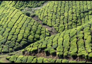 affordable Kerala tour packages from USA to India