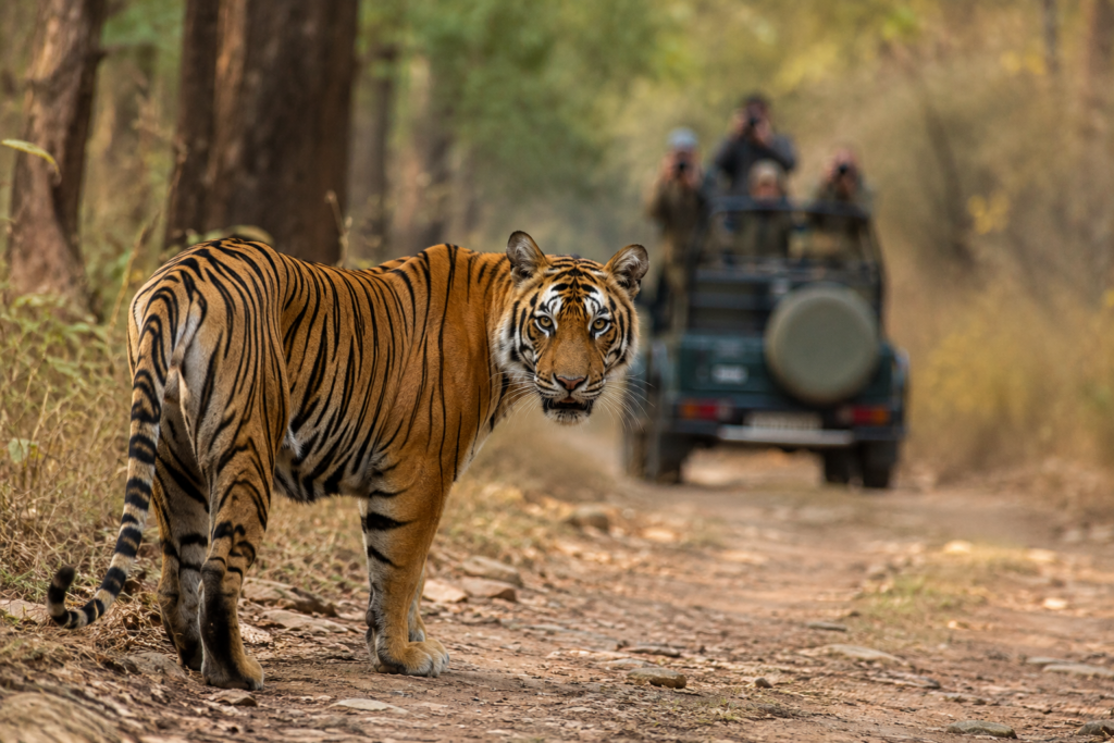 Vana Retreat Corbett wildlife saffari
